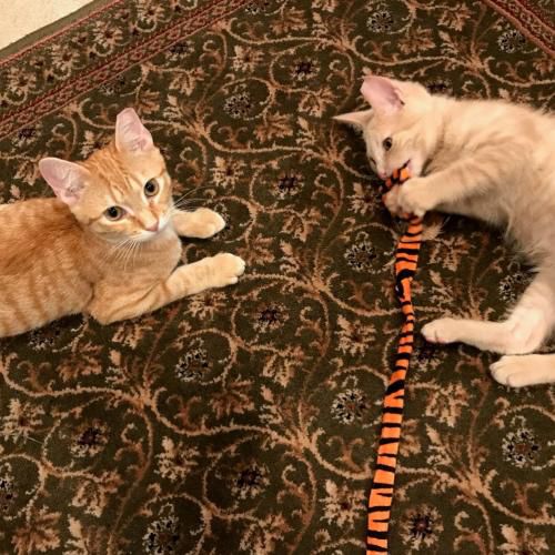 PetConnect Rescue - Bonnie and Clyde.jpg